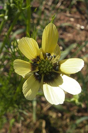 Adonis aestivalis forma citrina \ Sommer-Adonisrschen, D Apfelberg 30.5.2011