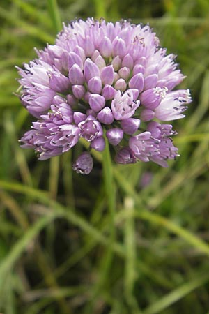 Allium angulosum \ Kanten-Lauch, D Pfalz, Bellheim 23.7.2011