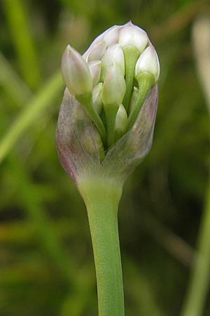 Allium angulosum \ Kanten-Lauch, D Pfalz, Bellheim 23.7.2011