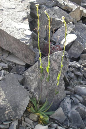 Arabis hirsuta \ Rauhaarige Gnsekresse / Hairy Rock-Cress, D Solnhofen 5.6.2012