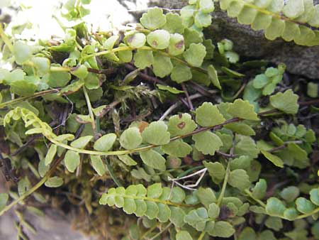 Asplenium adulterinum / Ladder Spleenwort, D Bruchsal 23.6.2012