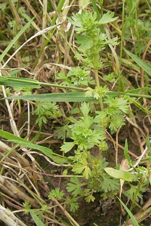 Aphanes inexspectata \ Kleinfrchtiger Ackerfrauenmantel / Slender Parsley Piert, D Seligenstadt 15.6.2013