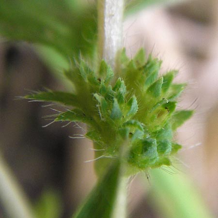 Aphanes inexspectata \ Kleinfrchtiger Ackerfrauenmantel / Slender Parsley Piert, D Seligenstadt 15.6.2013