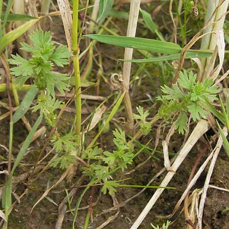 Aphanes inexspectata \ Kleinfrchtiger Ackerfrauenmantel / Slender Parsley Piert, D Seligenstadt 15.6.2013