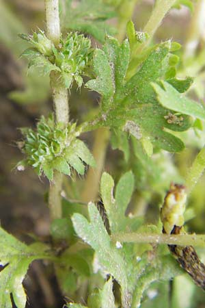 Aphanes inexspectata \ Kleinfrchtiger Ackerfrauenmantel / Slender Parsley Piert, D Seligenstadt 15.6.2013