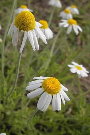 Anthemis arvensis \ Acker-Hundskamille, D Mannheim 24.6.2013