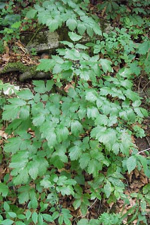 Actaea spicata \ Christophskraut, D Wanfried 3.8.2013