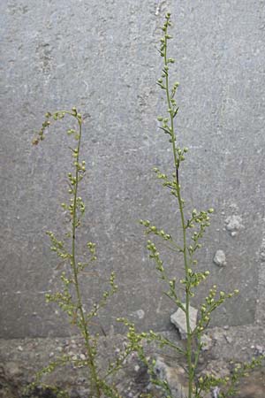 Artemisia campestris \ Feld-Beifu, D Thüringen, Drei Gleichen 6.8.2013