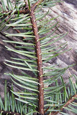 Abies alba \ Wei-Tanne / Common Silver Fir, D Odenwald, Langenthal 18.3.2014