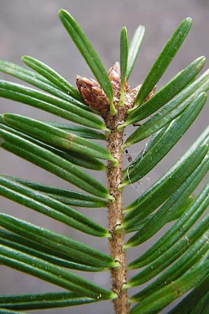 Abies alba \ Wei-Tanne / Common Silver Fir, D Odenwald, Finkenbach 19.3.2014