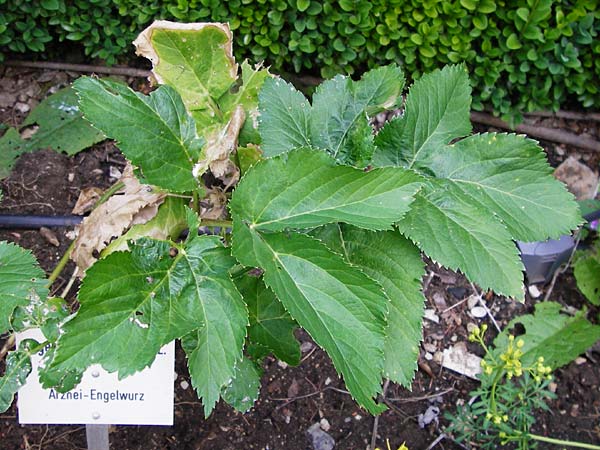 Angelica archangelica \ Arznei-Engelwurz, Echte Engelwurz / Garden Angelica, Holy Ghost, D Pappenheim 19.6.2014