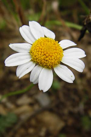 Anthemis arvensis \ Acker-Hundskamille / Corn Chamomile, D Gladenbach 17.8.2014