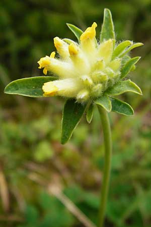 Anthyllis vulneraria subsp. alpestris \ Alpen-Wundklee, D Schwarzwald, Schliffkopf 11.9.2014