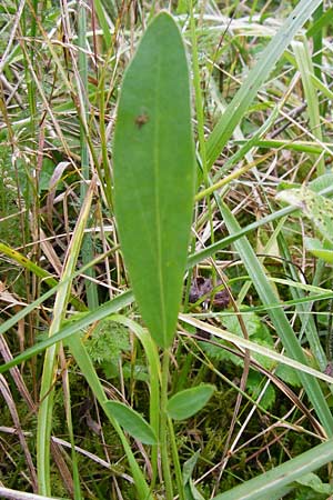 Anthyllis vulneraria subsp. alpestris \ Alpen-Wundklee, D Schwarzwald, Schliffkopf 11.9.2014