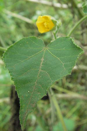 Abutilon theophrasti \ Chinesische Samtpappel, Lindenblttrige Schnmalve / Velvet Leaf, Indian Mallow, D Babenhausen 11.8.2007