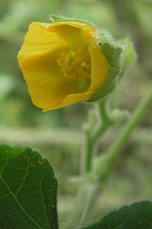 Abutilon theophrasti \ Chinesische Samtpappel, Lindenblttrige Schnmalve / Velvet Leaf, Indian Mallow, D Babenhausen 11.8.2007