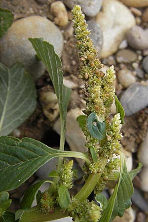 Amaranthus blitum subsp. emarginatus \ Kerb-Fuchsschwanz, Ausgerandeter Amaranth, D Viernheim 1.11.2008