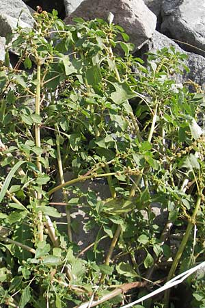 Amaranthus blitum \ Aufsteigender Amaranth, Bleifarbener Amaranth / Guernsey Pigweed, Purple Pigweed, D Mannheim 25.9.2011