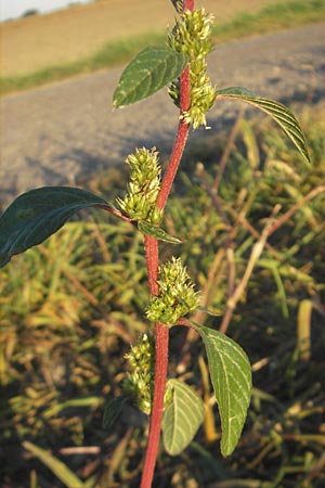 Amaranthus bouchonii \ Bouchons Amaranth / Indehiscent Pigweed, D Mannheim 30.9.2011