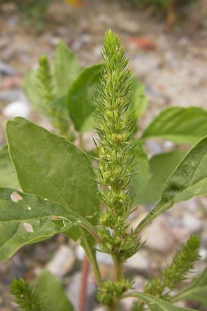 Amaranthus powellii / Green Pigweed, D Heidelberg 30.7.2012