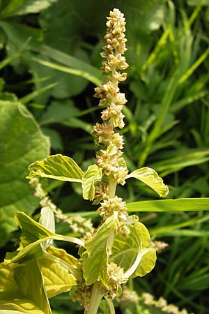 Amaranthus blitum \ Aufsteigender Amaranth, Bleifarbener Amaranth, D Mannheim 12.9.2013