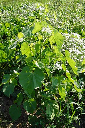 Abutilon theophrasti \ Chinesische Samtpappel, Lindenblttrige Schnmalve / Velvet Leaf, Indian Mallow, D Mainz 26.7.2014