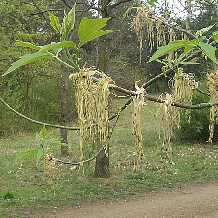 Acer negundo / Box Elder, D Mannheim 26.4.2006