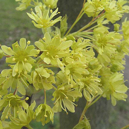 Acer platanoides \ Spitz-Ahorn / Norway Maple, D Mannheim 25.3.2007