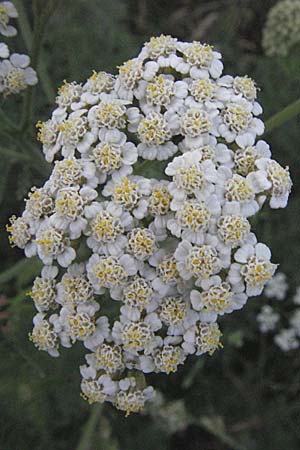 Achillea nobilis \ Edel-Schafgarbe / Showy Milfoil, D Neuleiningen 12.6.2007