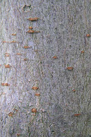 Acer negundo / Box Elder, D Freiburg 12.7.2008