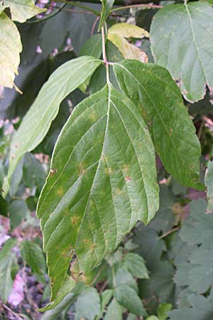 Acer negundo / Box Elder, D Freiburg 12.7.2008