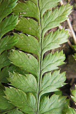 Dryopteris carthusiana \ Dorniger Wurmfarn, Kleiner Dornfarn / Narrow Buckler Fern, D Hemsbach 30.3.2009