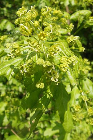 Acer campestre / Field Maple, D Karlstadt 25.4.2009