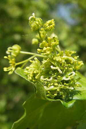 Acer campestre \ Feld-Ahorn / Field Maple, D Karlstadt 25.4.2009