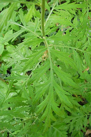 Tanacetum macrophyllum \ Groblttrige Wucherblume, D Darmstadt 10.5.2009