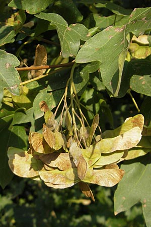 Acer campestre \ Feld-Ahorn / Field Maple, D Viernheim 7.9.2009