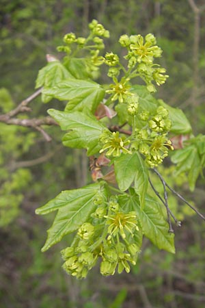 Acer campestre \ Feld-Ahorn, D Mannheim 3.4.2011