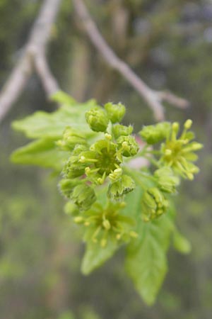 Acer campestre / Field Maple, D Mannheim 3.4.2011