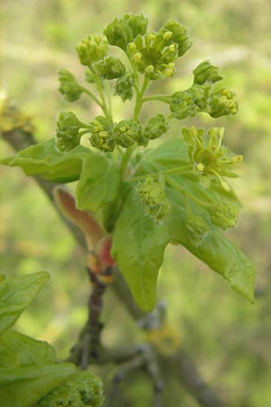 Acer campestre \ Feld-Ahorn / Field Maple, D Mannheim 7.4.2011