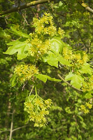 Acer campestre \ Feld-Ahorn / Field Maple, D Mannheim 7.4.2011