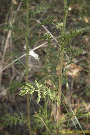 Achillea nobilis \ Edel-Schafgarbe / Showy Milfoil, D Lauterecken 3.6.2011