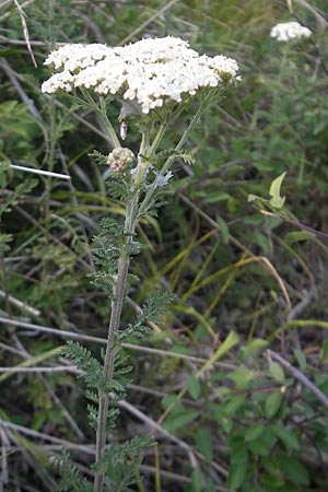 Achillea nobilis \ Edel-Schafgarbe / Showy Milfoil, D Lauterecken 3.6.2011