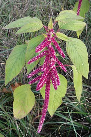 Amaranthus cruentus \ Rispen-Amaranth, D Mannheim 19.9.2011