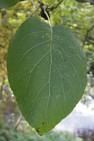 Alnus cordata \ Herzblttrige Erle, Italienische Erle, D Karlsruhe 29.10.2011