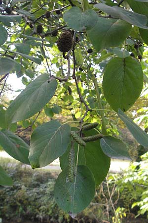 Alnus cordata \ Herzblttrige Erle, Italienische Erle / Italian Alder, D Karlsruhe 29.10.2011