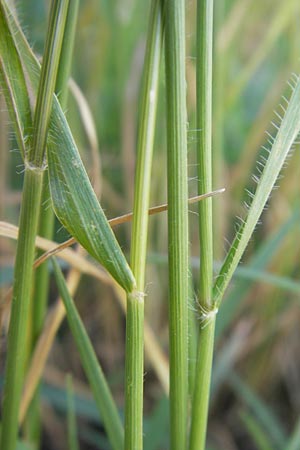 Aegilops cylindrica \ Zylinder-Walch, Walzenfrmiger Walch / Jointed Goatgrass, D Mannheim 15.5.2012