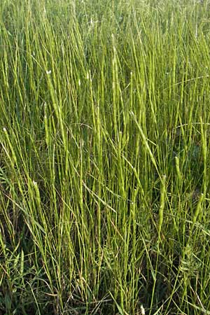 Aegilops cylindrica \ Zylinder-Walch, Walzenfrmiger Walch / Jointed Goatgrass, D Mannheim 15.5.2012