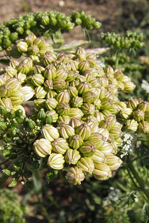 Aethusa cynapium \ Hunds-Petersilie, Garten-Schierling / Fool's Parsley, D Mannheim 2.9.2012