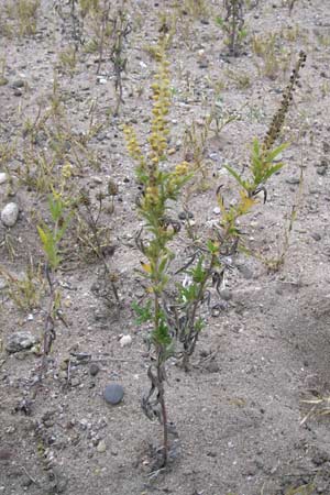 Ambrosia coronopifolia \ Ausdauernde Ambrosie, D Mannheim-Rheinau 18.9.2012