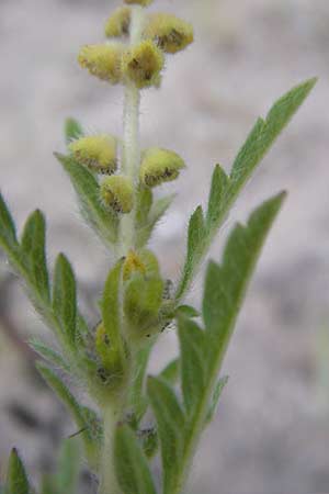 Ambrosia coronopifolia \ Ausdauernde Ambrosie / Perennial Ragweed, D Mannheim-Rheinau 18.9.2012